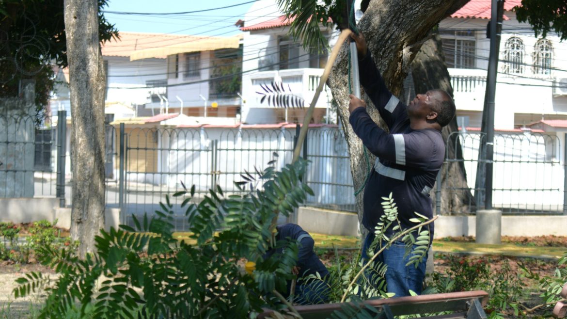 Parques EP intensifica podas técnicas de árboles ante temporada invernal