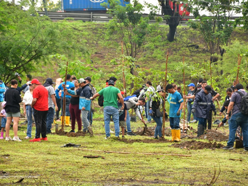 Guayaquil siembra 1.200 árboles y refuerza su apuesta por una ciudad que respira