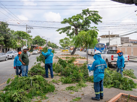 Más de 9.000 podas de árboles se ejecutaron en enero para prevenir incidentes por lluvias